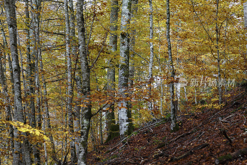 Irati forest，潘普洛纳，纳瓦拉，西班牙。